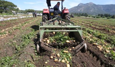 Datça’da turfanda patates hasadı yapılıyor