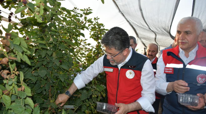 Tarım ve Orman Bakanı İbrahim Yumaklı, Siirt’te böğürtlen hasadına katıldı: